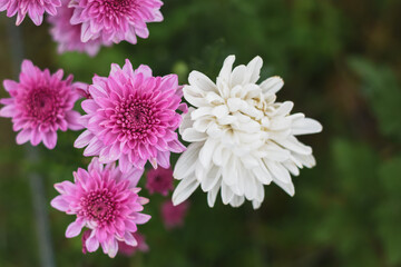 Pink dahlia in the flower garden
