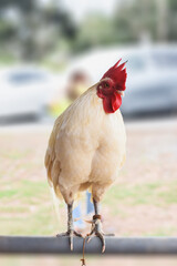 White chickens in the farm stand on iron railings.