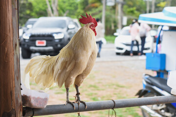 White chickens in the farm stand on iron railings.