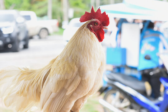 close-up photo of chickens on the farm