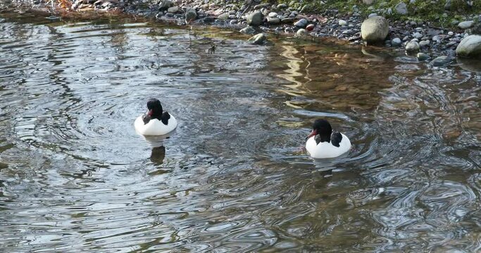 (Mergus merganser) Couple de canards harles bi&egrave;vres ou grands harles m&acirc;les nageant dans un plan d'eau douce