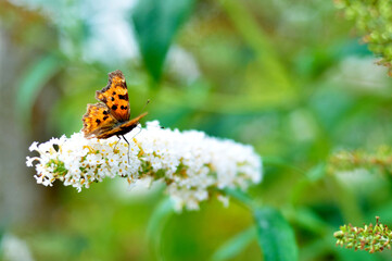 Butterfly on a flower. A flock of butterflies by the water. Colorful spring background with copy...