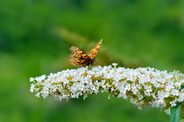 Butterfly on a flower. A flock of butterflies by the water. Colorful spring background with copy...