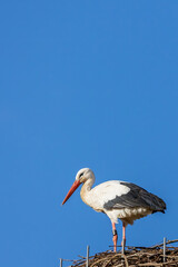 A stork in its nest at a cold day in winter next to Büttelborn in Hesse, Germany.