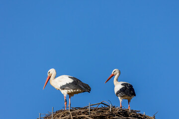 A stork couple in their nest at a cold day in winter next to Büttelborn in Hesse, Germany.