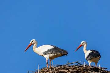 A stork couple in their nest at a cold day in winter next to Büttelborn in Hesse, Germany.
