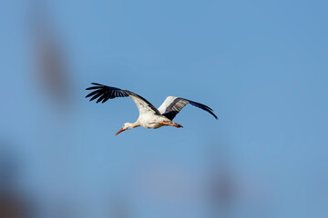 Stork flying over a meadow in Büttelbron in Hesse, Germany at a cold day in winter.