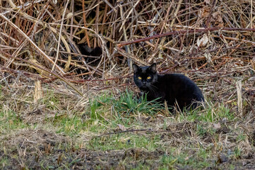 Obraz na płótnie Canvas A black cat sitting on a meadow in front of a bush at a cold day in winter.