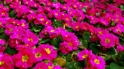 field of pink tulips