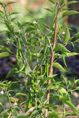 chilli tree In village graden