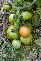 A bunch of fresh organic tomatoes hanging on a branch in the garden