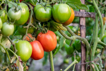 Delicious ripe and raw tomatoes hanging inside of the agricultural farm