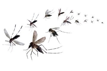 Flying mosquitoes isolated on white background
