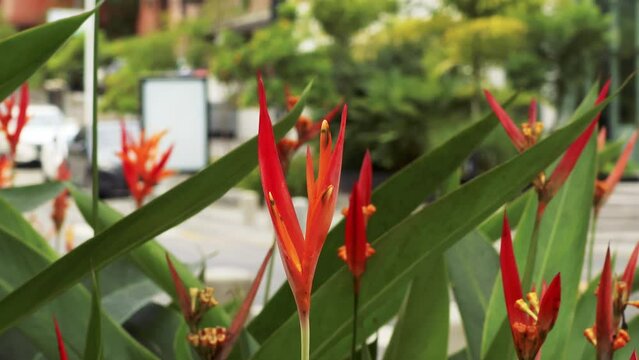 Group of red flowers belonging to the Heliconia psittacorum plant grown in the green area of a public park with an urban backgorund in Panama City during a sunny summer day