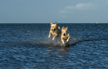 Two dogs running joyously through the surf with lots of splashing