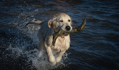 Golden Retriever Dog Fetching A Stick In The Surf At A Beach