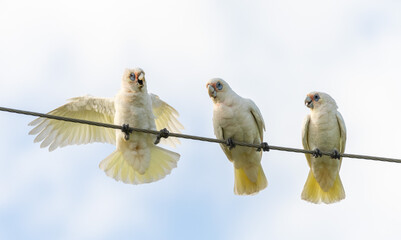 Three White Parrots on a powerline - Little Corella - Cacatua sanguinea