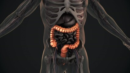Human large intestine anatomy animation