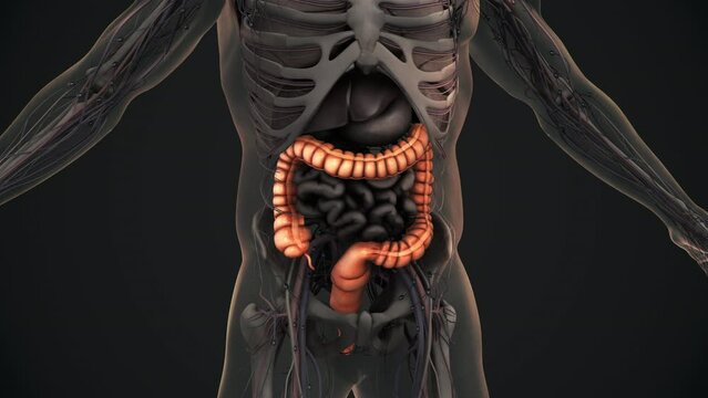 Human large intestine anatomy animation