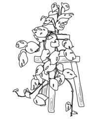 Monstera plant in pot. Vector doodle illustration. Line hand drawn art.