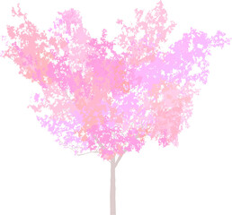 Cherry blossom tree/桜の木