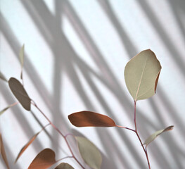 Minimal eucalyptus stem against neutral silver gray color with diagonal shadow overlay abstract...