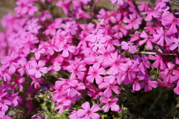 芝桜（シバザクラ）
