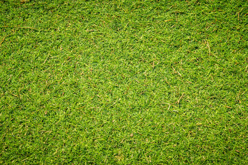 Green grass background