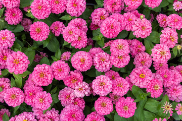 Beautiful pink Zinnia flowers background