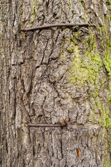 Metal clasps in the overgrown bark of a tree.