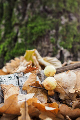 Insect balls on a fallen oak leaf.