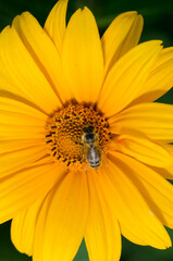 Bee pollinates a yellow flower.