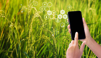 Smart farmer concept using smartphone in rice field and visual icon with modern technology...