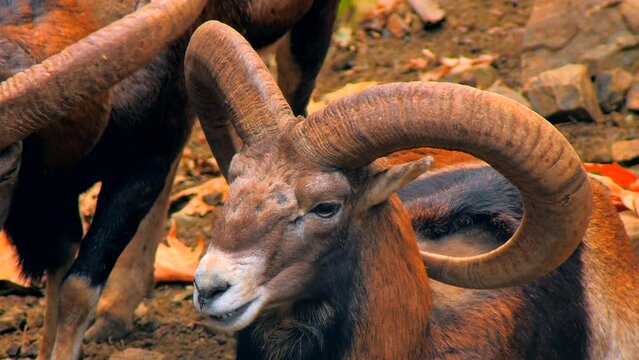 Ram goat mouflon nature farm mountains wildlife forest
