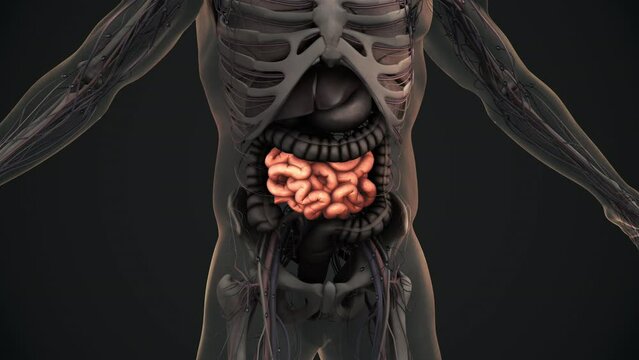 Human small intestine anatomy animation