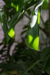 Close up of Monstera or Philodendron leaves against grey tiled wall. Tropical leaves background. Exotic tropical houseplant. Monstera in a modern home interior. Bright daylight.