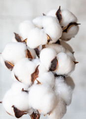 White fluffy cotton flowers on light concrete background. Delicate light background. Natural organic fiber. Fabric raw material. 