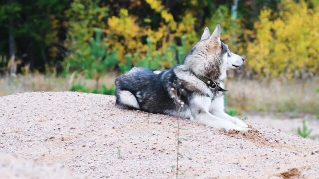 West Siberian Laika (Canis familiaris domesticus borealis, has blood of Nenets laika) universal hunting laika in Russia, mainly for hunting fur-bearing, hoofed animals - in northern coniferous forest
