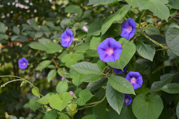 Ipomoea with beautiful light violet flowers winds along the branches of a cherry tree. Morning...