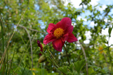 Beautiful red flower of annual dahlia. Blooming plant grows in rural garden.