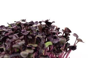 Fototapeta na wymiar Fresh purple radish sprouts isolated on white. Microgreens.