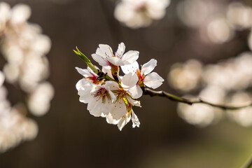 Public park called Quinta de los Molinos with the almond trees in bloom in Madrid