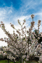 Public park called Quinta de los Molinos with the almond trees in bloom in Madrid