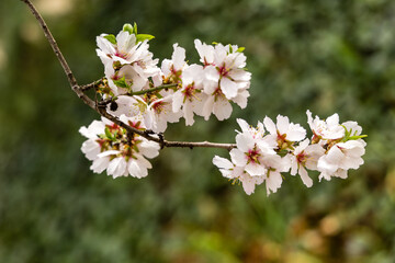 Public park called Quinta de los Molinos with the almond trees in bloom in Madrid