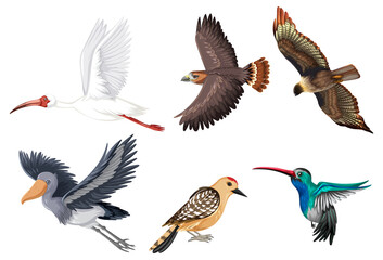 Set of different kinds of birds
