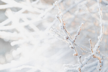 Structure and texture of ice lenses, frozen snowflakes on a tree branches. Frost and cold. Cold gamma. Selective focus. Winter season and frost. Sub-zero temperature. Close-up. First snow.