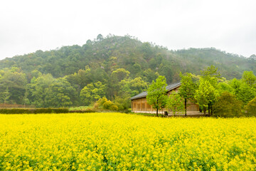 Rape flowers on Langxie Mountain in Shandong Province, China