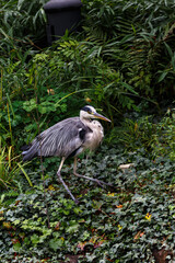Fototapeta premium Gray heron near to the water in park