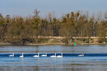 white swans on the danube river near the island of hochau in ardagger, lower austria