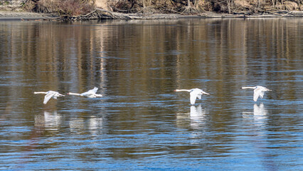 white swans flying over the danube river near ardagger in lower austria